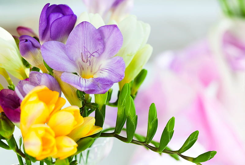 Colorful sia, fragrance, colorful, sia, flowers, spring, scent, bonito, HD wallpaper