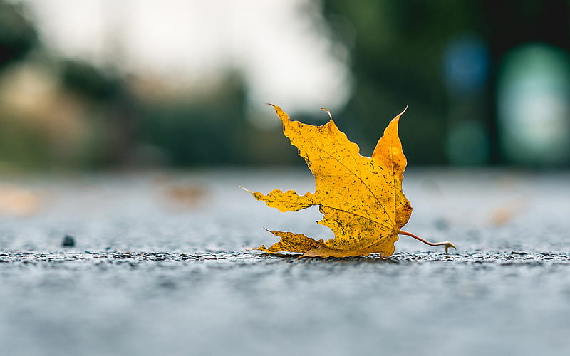 Earth, Leaf, Fall, Macro, Maple Leaf, HD wallpaper