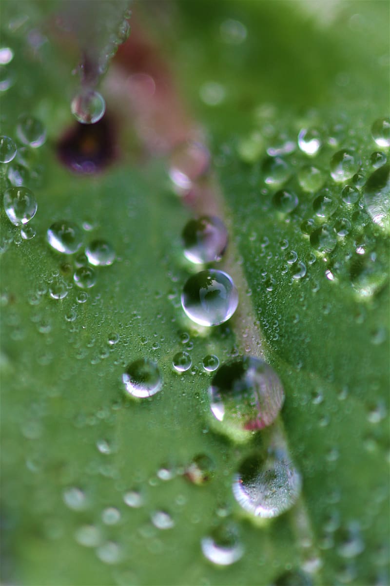 drops, dew, water, leaf, macro, green, HD phone wallpaper
