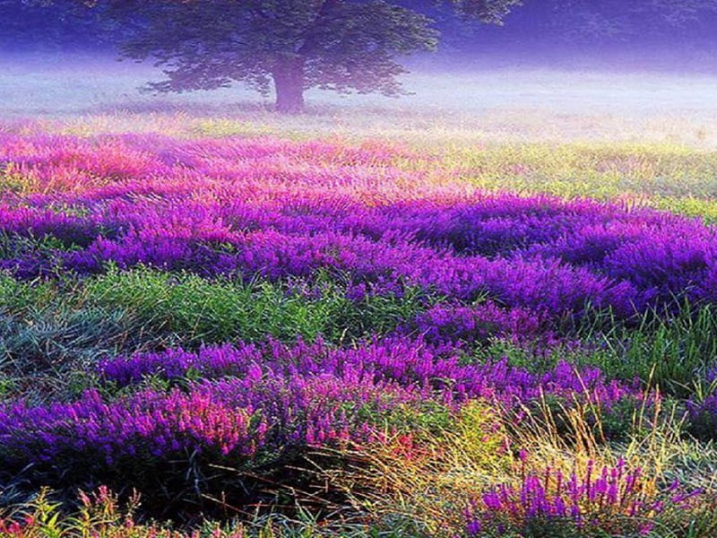 free download | Field of Lavender Dreams, flowers, lavender, misty ...