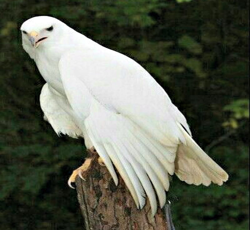 Albino Eagle, Wings, Eagle, Albino, Birds, HD wallpaper