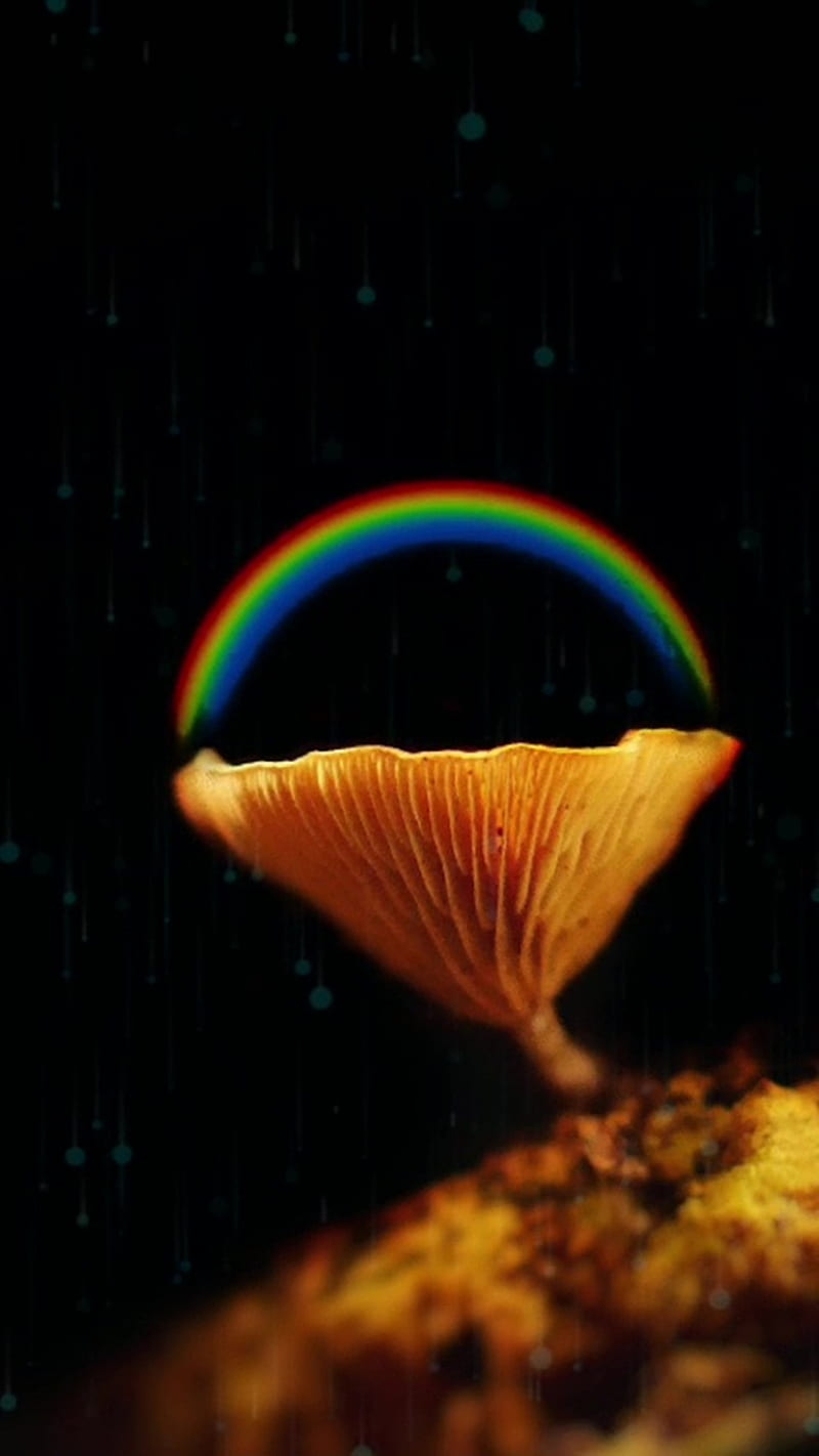 PotOFGold, AMG, fungi, mushroom, nature, plant, rainbow, HD phone wallpaper