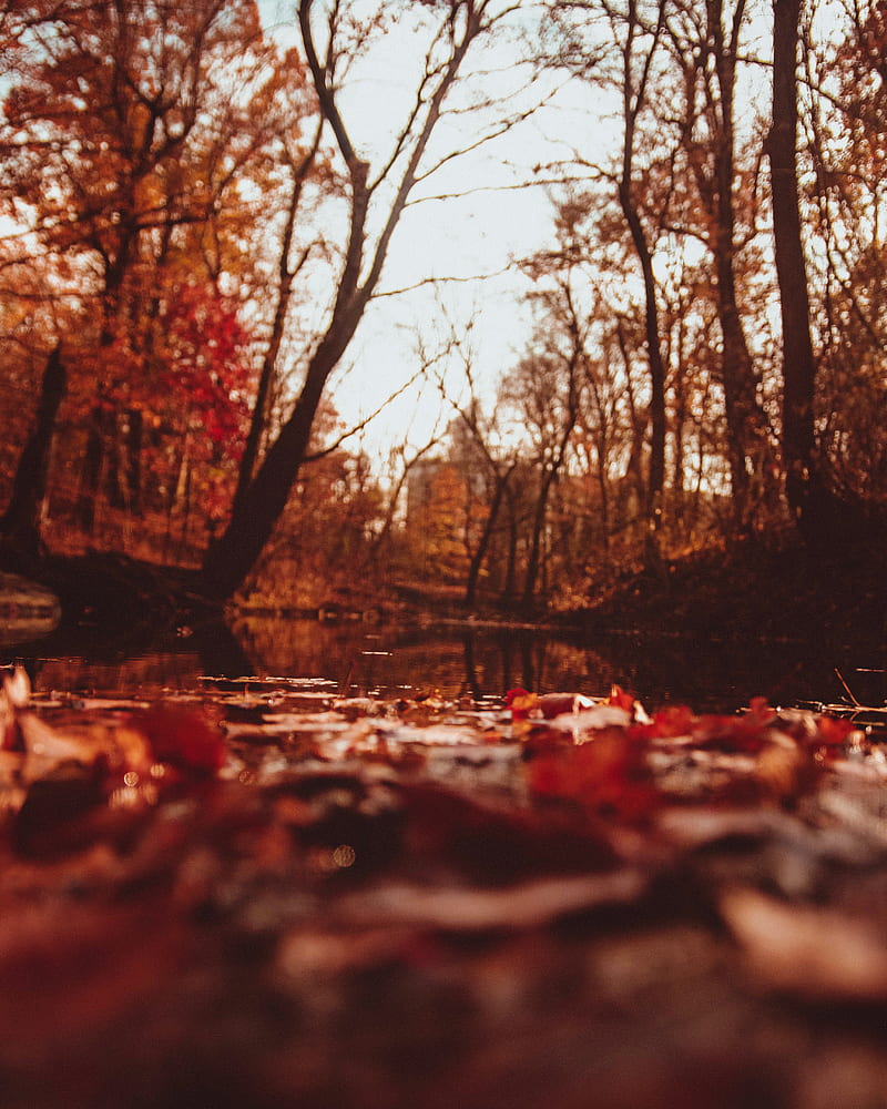 Brown-leafed trees, HD phone wallpaper | Peakpx