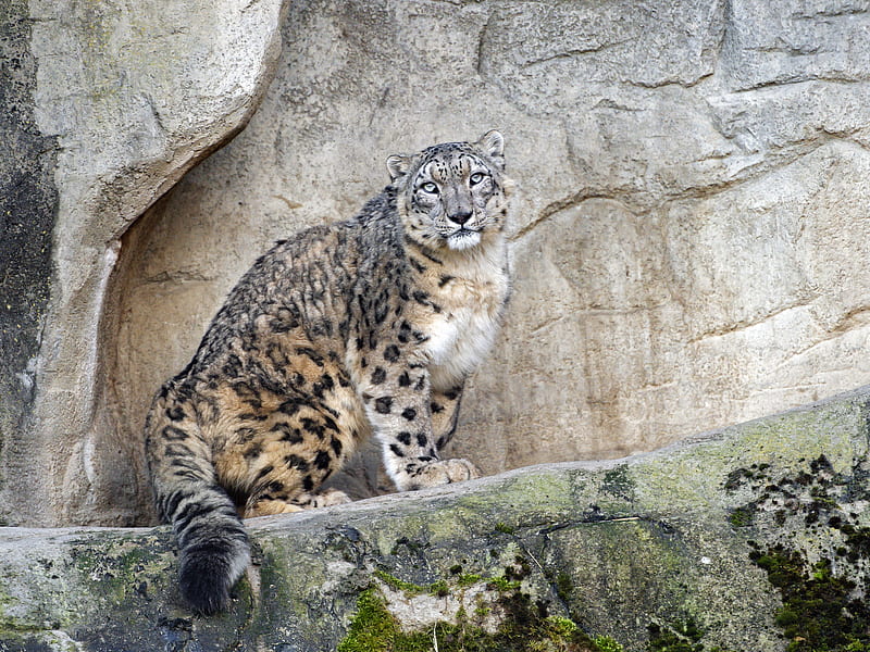 snow leopard, predator, big cat, spots, rocks, HD wallpaper