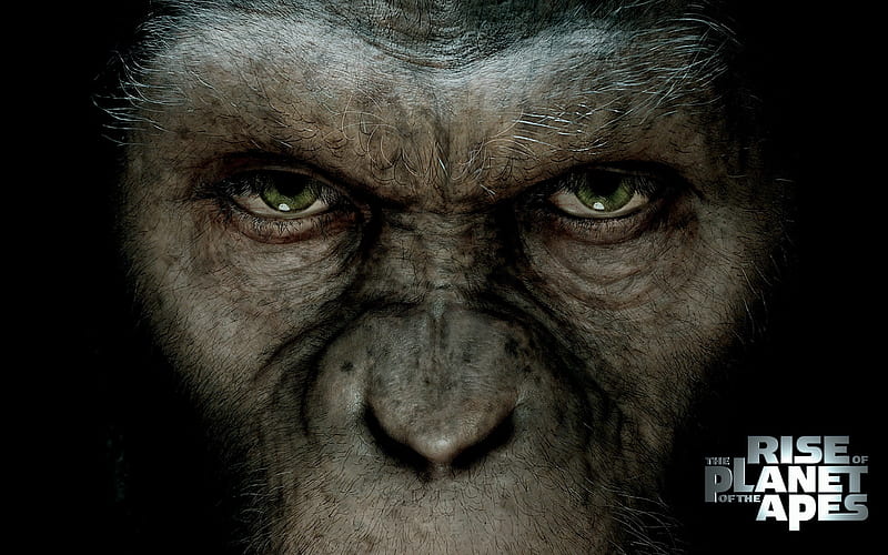 Rise of the Planet of the Apes movie 08, HD wallpaper