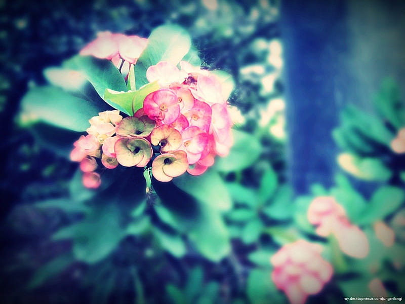 Nourished by delays, pakis giwang, green, flower, euphorbia, blur, delapan dewa, pink, HD wallpaper