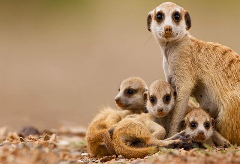 Mongooses, animals, HD wallpaper