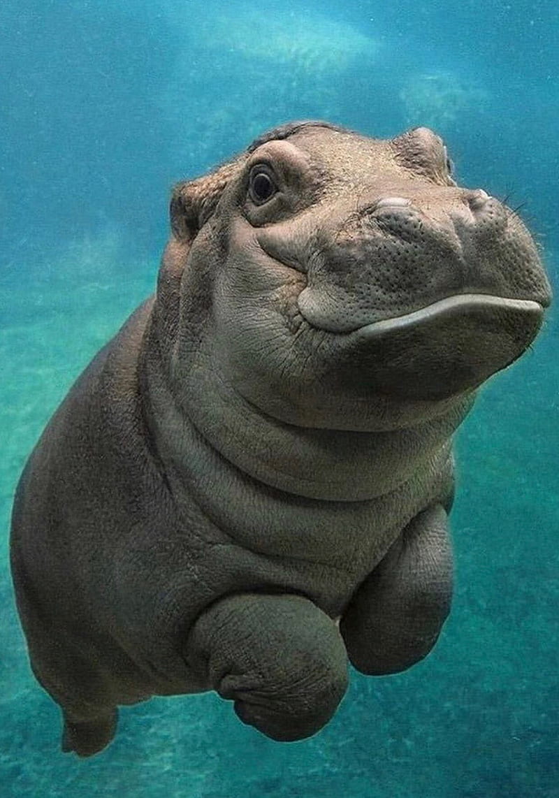 Hippo, under, water, HD phone wallpaper