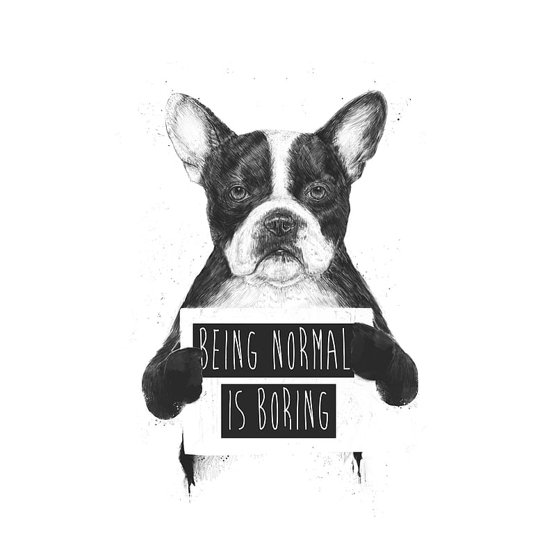 Being normal is boring, Balazs, black and white, bulldog, classic, dog, drawing, funny, humor, quote, typography, HD phone wallpaper