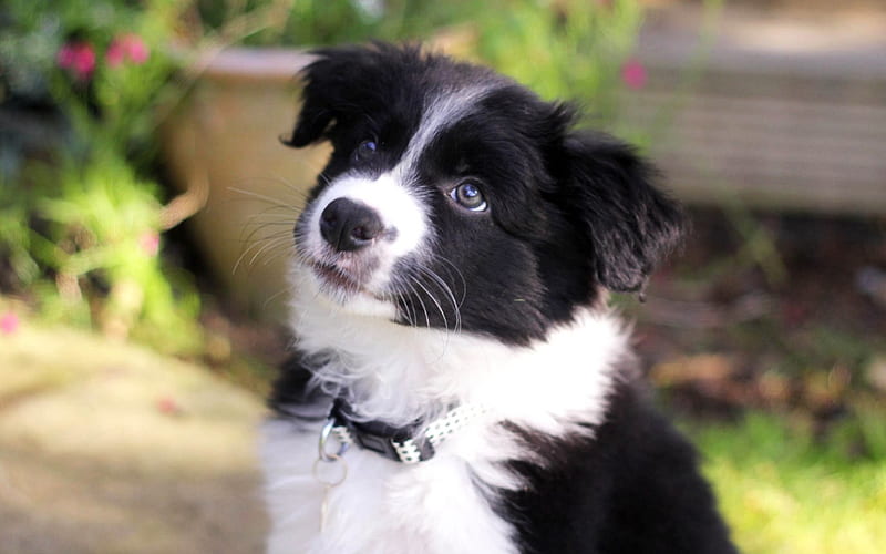 Border Collie, blur, puppy, pets, cute animals, black white border collie, dogs, Border Collie Dog, HD wallpaper