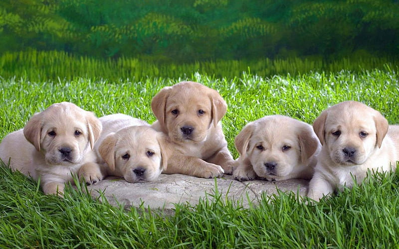 CHOOSE ONLY ONE!!, lawns, puppies, grass, babies, fields, pets, dogs, labradors, HD wallpaper
