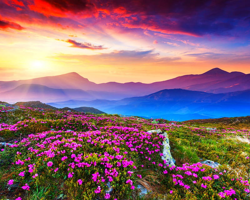 Beautiful scenery , mountain, flowers, nature, sky, HD wallpaper