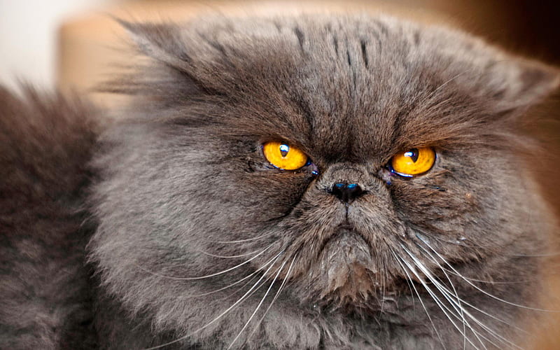 Persian Cat, gray cat, pets, muzzle, domestic cats, Persian, cats, HD wallpaper