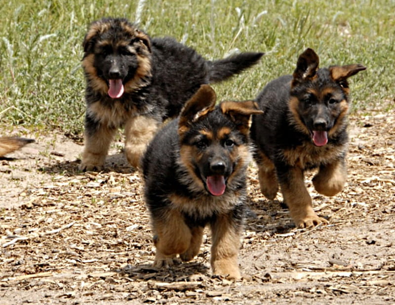 shepherd puppies, ears, walking, german, floppy, HD wallpaper