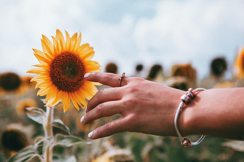 hand, ring, sunflower, flower, HD wallpaper
