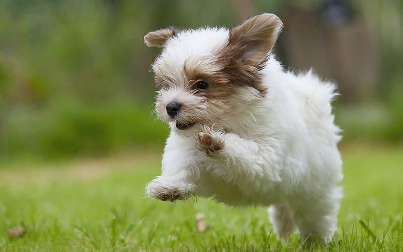 Small puppy - Havanese, Small, grass, Havanese dog, puppy, HD wallpaper