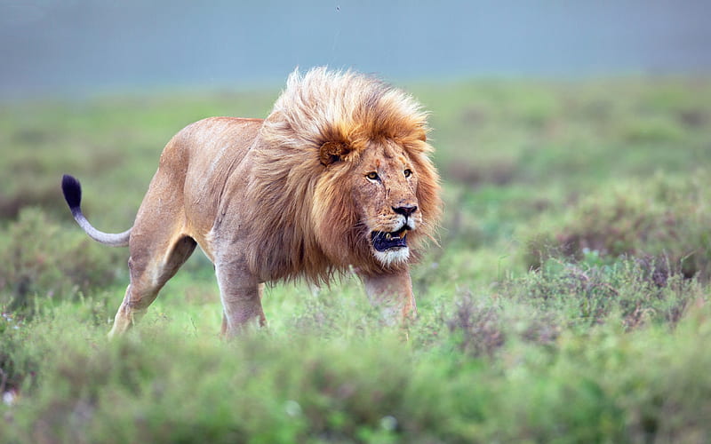 Lion, roar, tail, animal, HD wallpaper