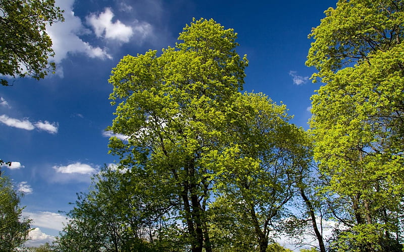 green trees, summer, sky, trees, gren, HD wallpaper