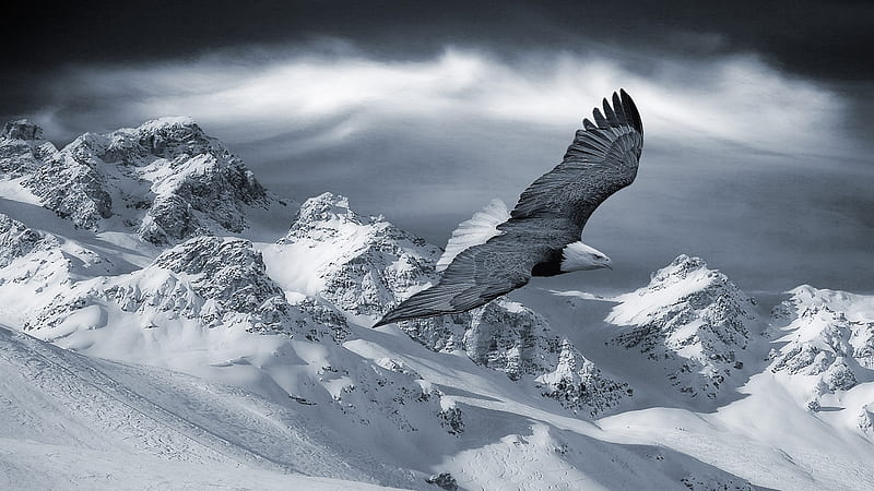Beautiful Eagle in Flight, eagle, dom, wings, feathers, HD wallpaper