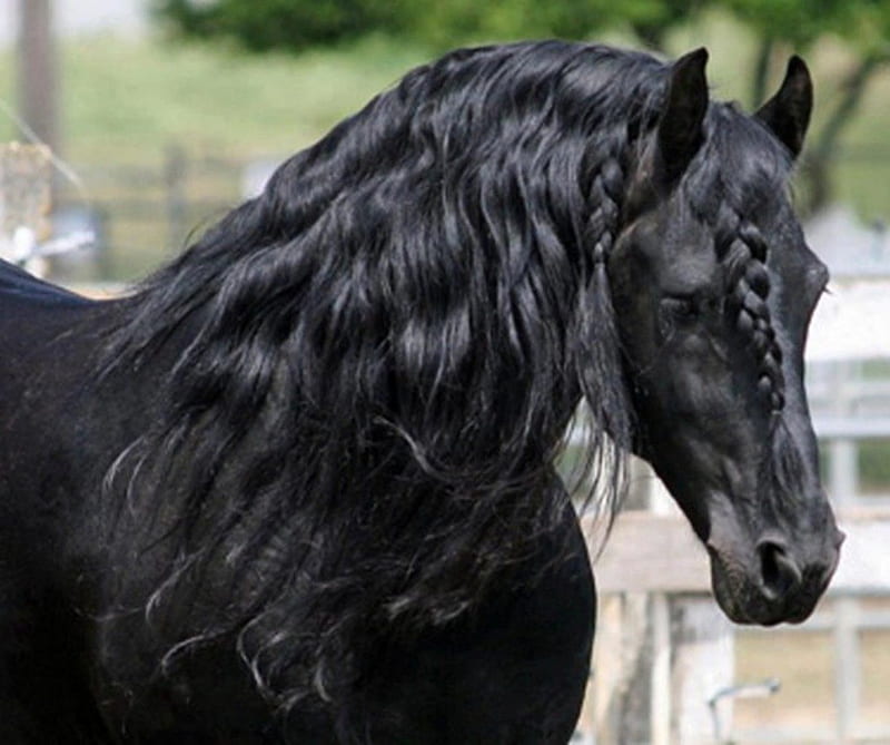 Black beauty, mane, black, beauty, plait, horse, HD wallpaper