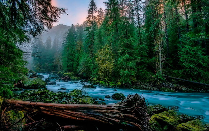Skykomish, mountain river, morning, forest, fog, mountain landscape, USA, HD wallpaper