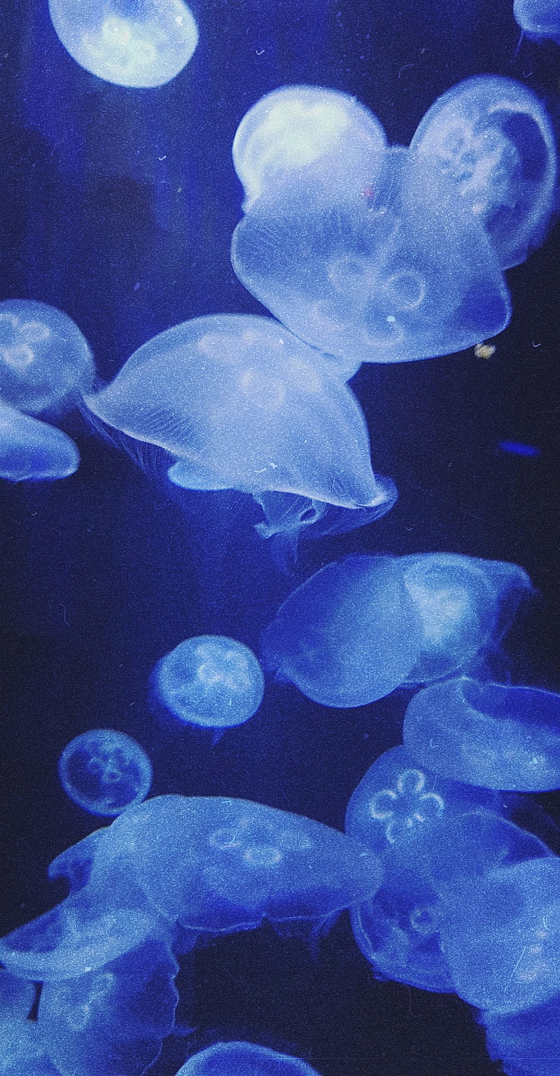Underwater Jellyfish 4K Wallpaper - Best Wallpapers