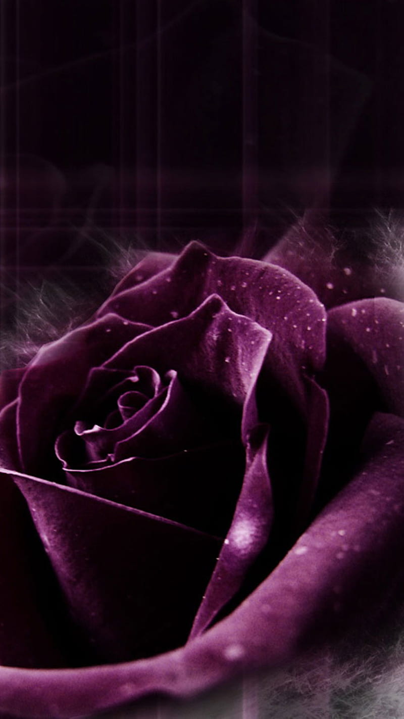 Rosa morada, negro, flores, morado, rosa, Fondo de pantalla de teléfono HD  | Peakpx