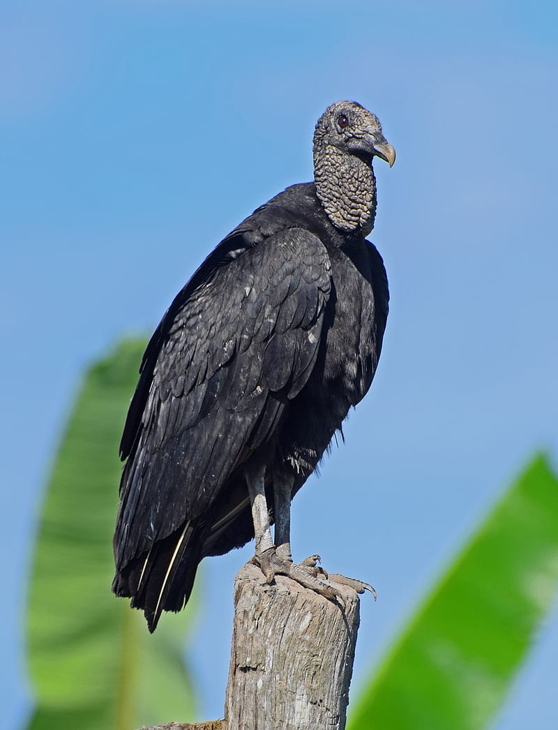 Black Vulture – Facts, Size, Sounds, Habitat, HD phone wallpaper