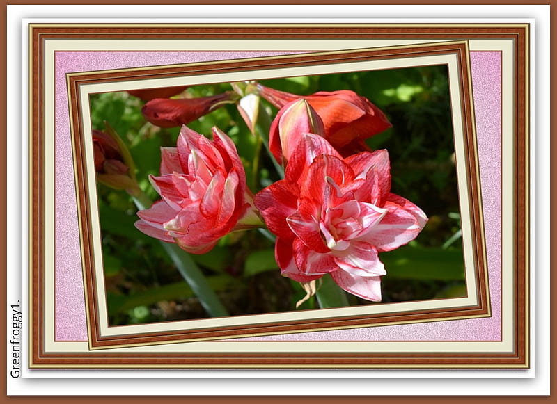 HIPPEASTRUM FLOWERS, PRETTY, FLOWERS FRAMED, HD wallpaper