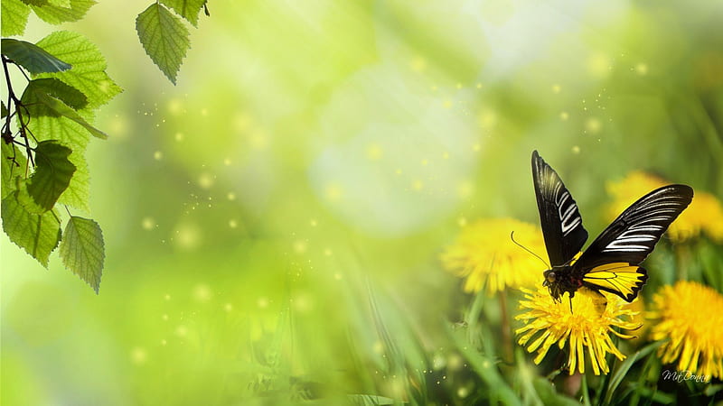 Fresh and Clean, weed, sun, grass, yellow, sparkle, leaves, dandelion, butterfly, green, bright, flowers, fresh, clean, spring, sun spots, sun beams, sunrays, summer, new, HD wallpaper