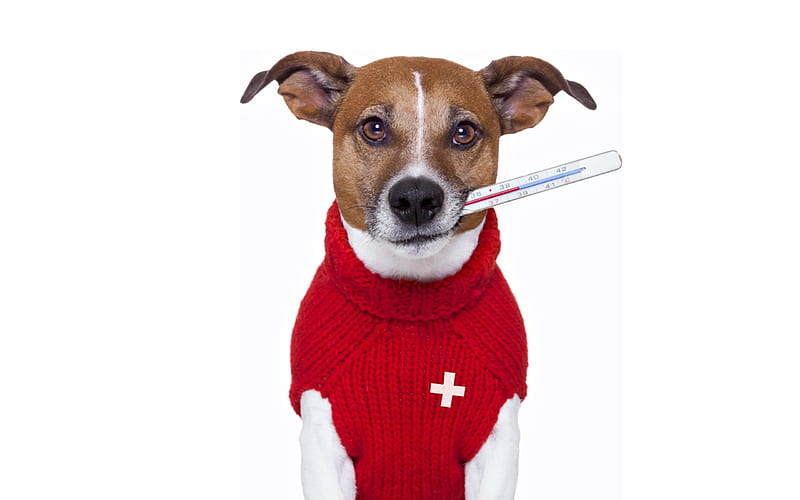 I get cold, red, caine, situation, animal, jack russell terrier, funny, thermometer, white, dog, HD wallpaper