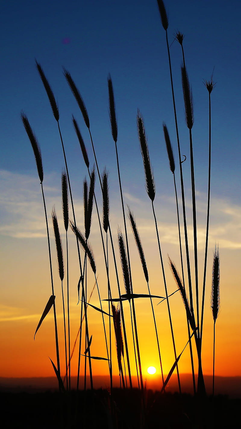 Sunset Wheat spikes, field, spike, HD phone wallpaper