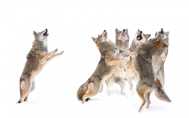 Wolves dance, dance, wolf, funny, white, animal, HD wallpaper