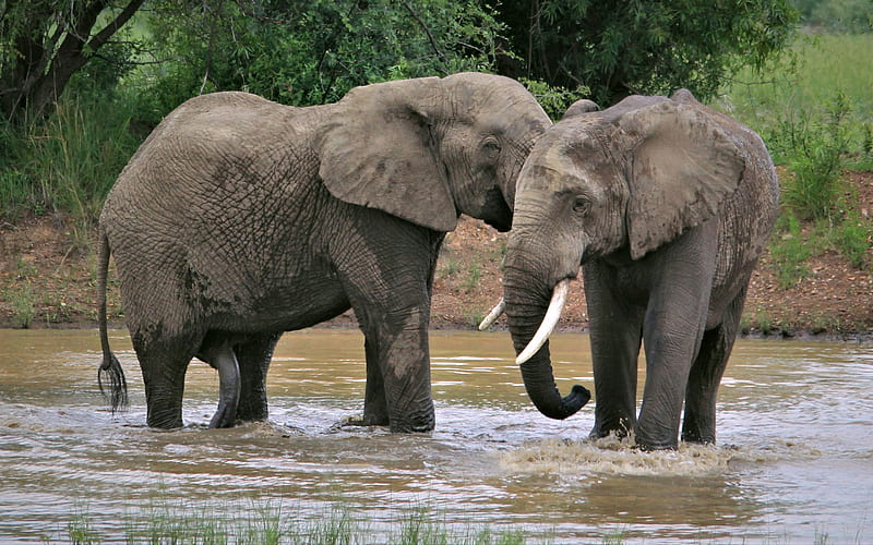 elephants, wildlife, Africa, elephants in the river, wild animals, elephant family, HD wallpaper