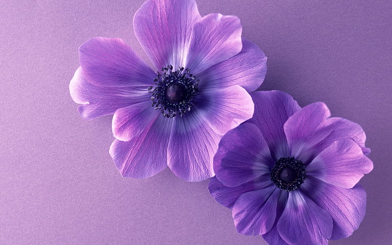 Purple Flowers, Cute, Purple, Flowers, Plants, HD wallpaper