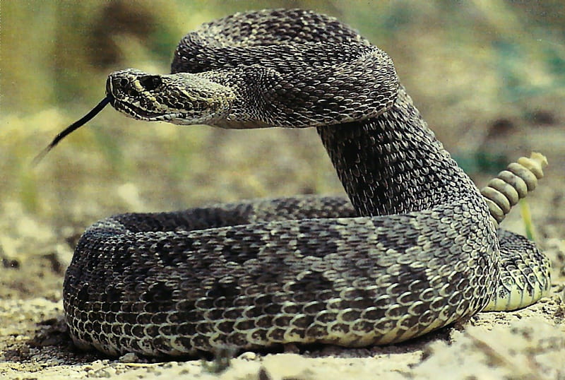 Rattlesnakes HD wallpaper  Pxfuel