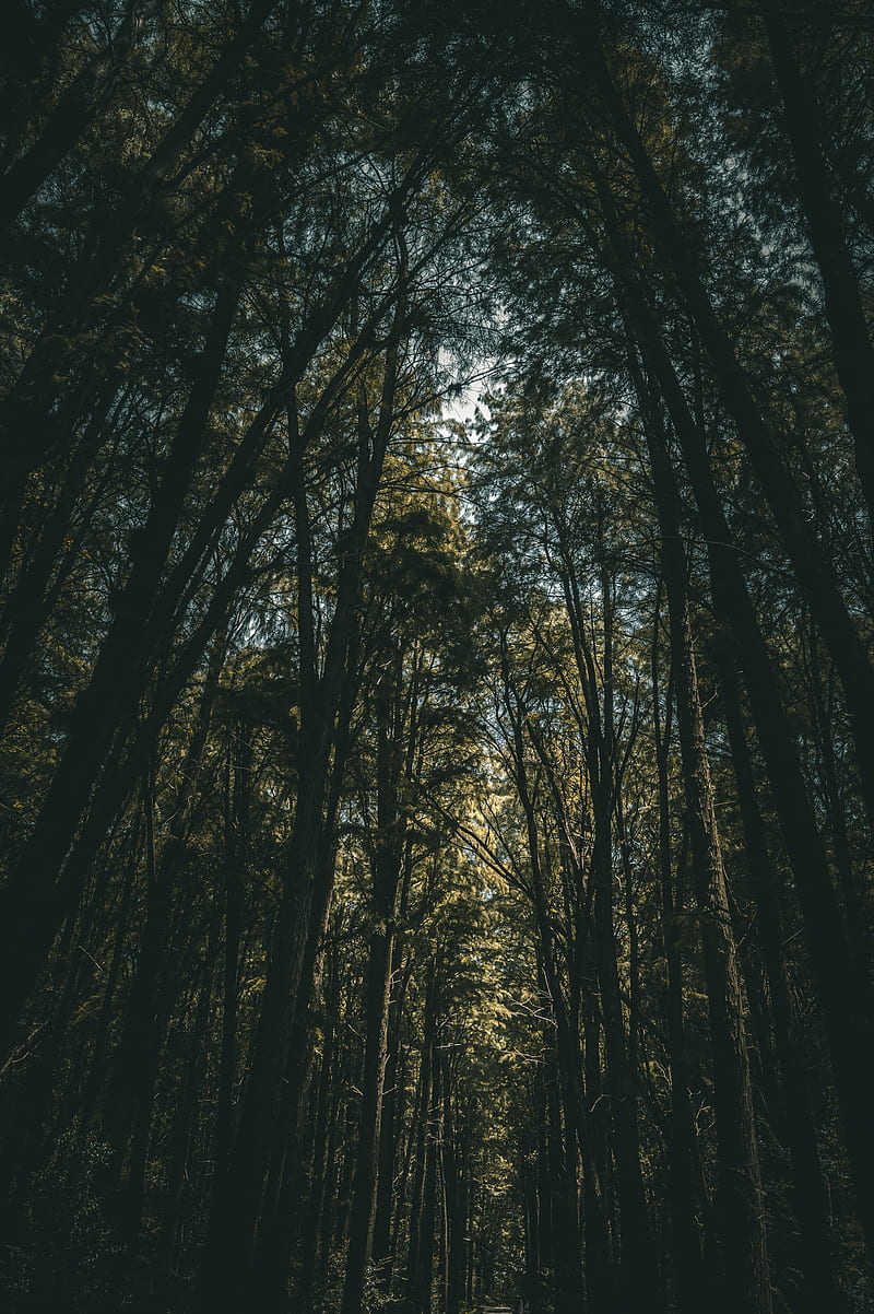 trees, forest, bottom view, branches, HD phone wallpaper