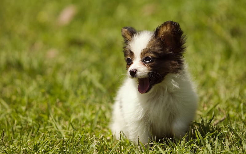 Cute puppy on the grass-Animal graphy, HD wallpaper