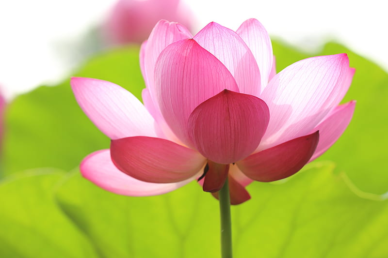 of about to bloom lotus flower, HD wallpaper