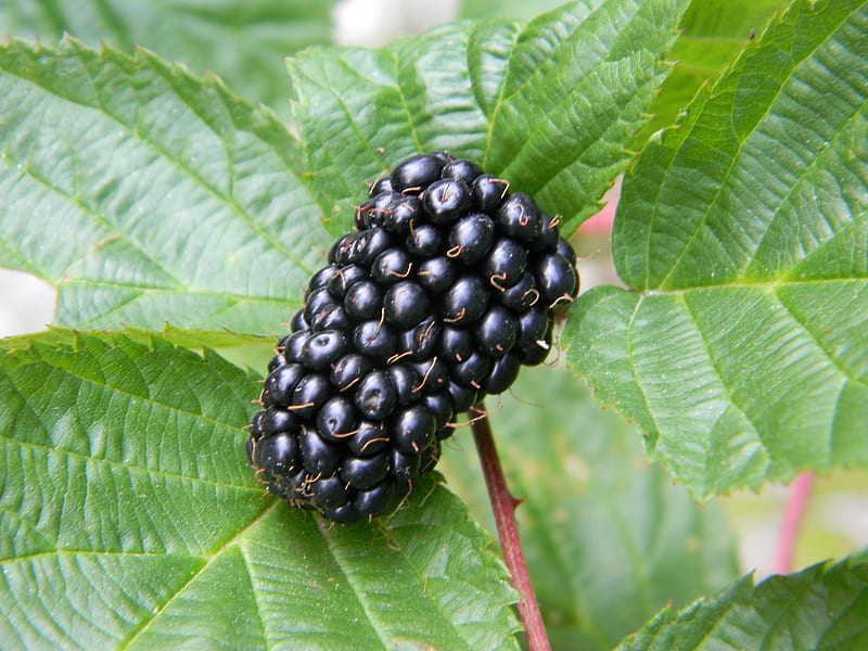 blackberry, fruit, forest, nature, leaf, HD wallpaper