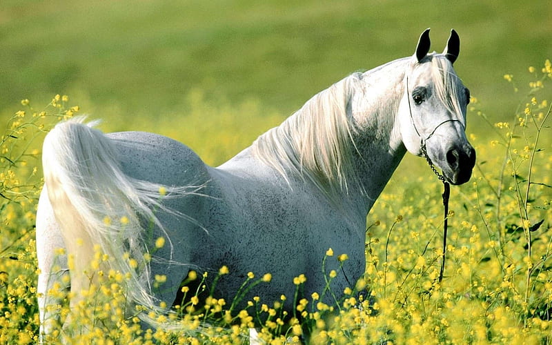 horse grass flowers bridle walk-Animal, HD wallpaper