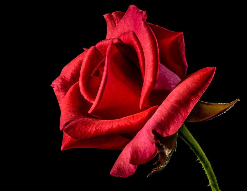 Shallow Focus graphy of Red Rose, HD wallpaper