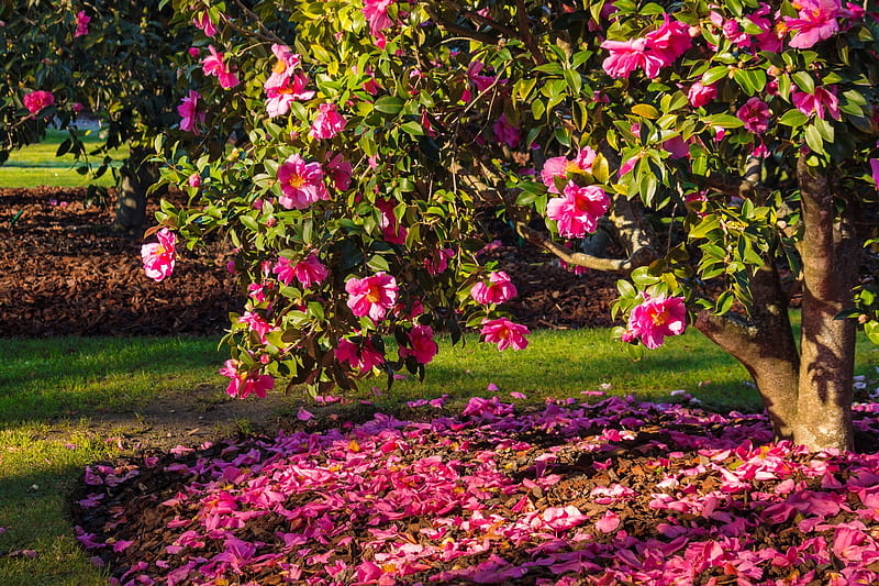 Pink camelia shrub in bloom, bloom, park, bonito, spring, scent, fragrance, tree, leaves, garden, blossoms, camelia, flowering, shrub, petals, pink, HD wallpaper