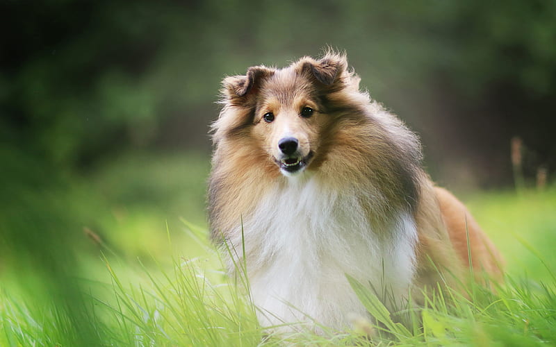 Collie, fluffy cute big dog, brown collie, pets, dog breeds, HD ...