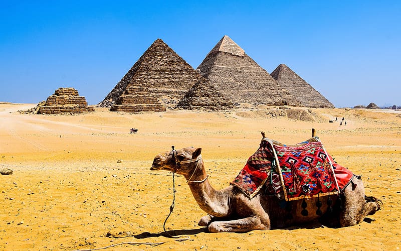 Desert Pyramids Camels Gizeh Egypt, HD wallpaper