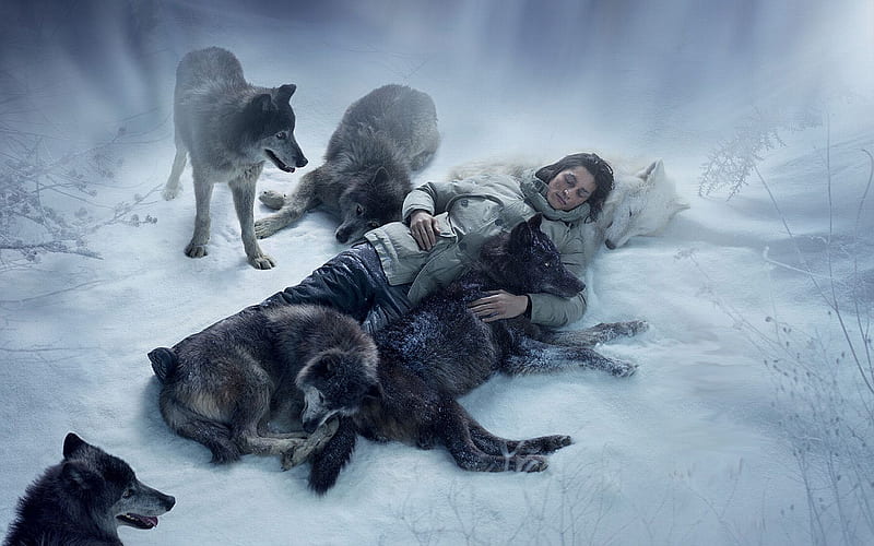 Act Of Kindness, lobo, survival, kindness, winter, cold, snow, ice, wolf, wolves, animals, frost, HD wallpaper