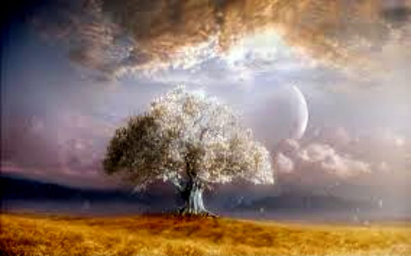 Tree Of Life, Life, Nature, Clouds, Sky, Moon, Grass, Tree, HD wallpaper