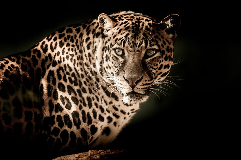 Leopard , leopard, animals, HD wallpaper