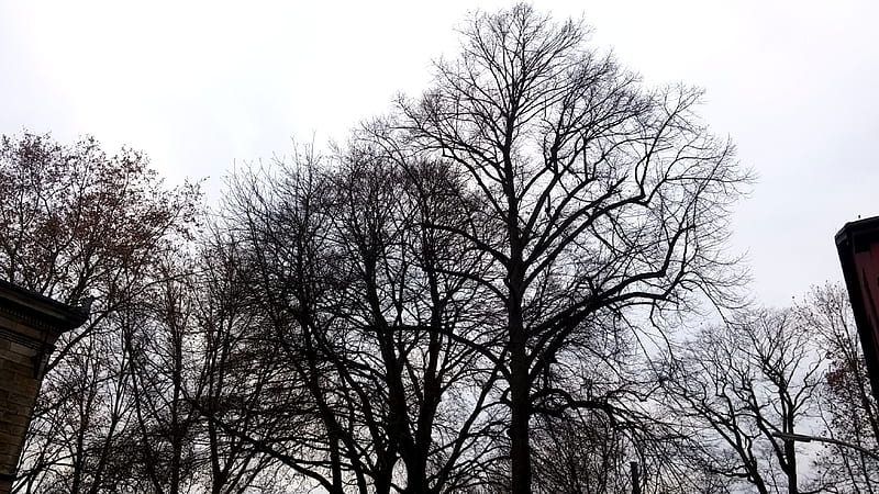 Baum, winter, schwartz weis, witten, danielsgrafik, nrw, HD wallpaper