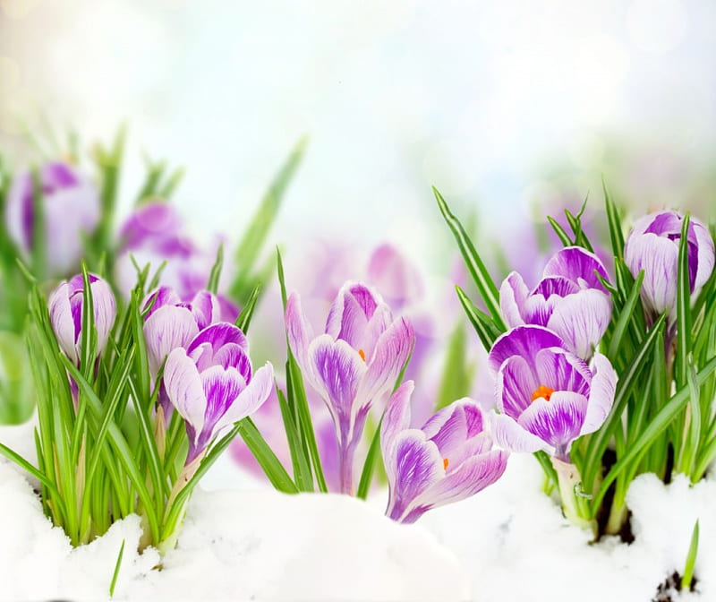 Crocuses, flowers, spring, crocus, snow, HD wallpaper